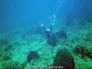 Divers playing hide and seek. by Carlos Rodriguez 